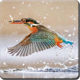 3D onderzetter IJsvogel