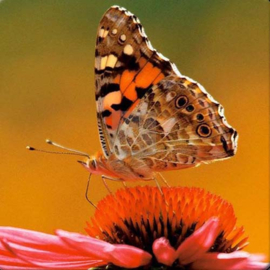 3D onderzetter Vlinder rood