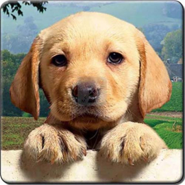 3D onderzetter Labrador blond