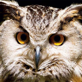 3D onderzetter  Oehoe hoofd