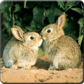 3D onderzetter Konijnen