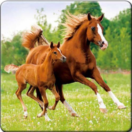 3D onderzetter Paarden