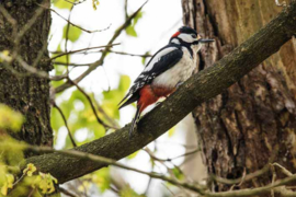 Placemats Vogels