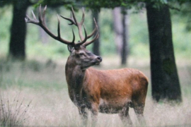 Gastendoekjes Natuur afbeelding