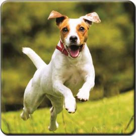 3D onderzetter Jack Russel