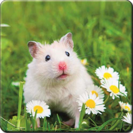 3D onderzetters Diverse