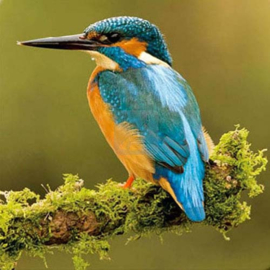 3D onderzetter IJsvogel  links kijkend