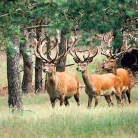 3D onderzetter Edelherten