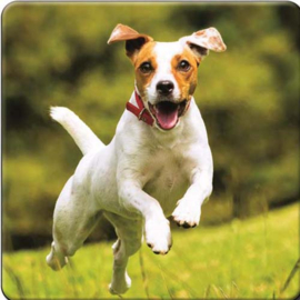 3D onderzetter Jack Russel