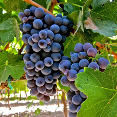 Wijn bestellen FESTA DI VINO!!