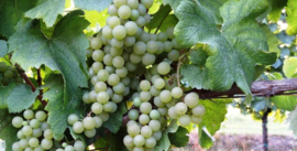 SAUVIGNON BLANC FERRIN
