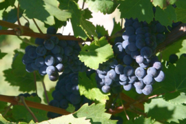 CABERNET FRANC GELISI