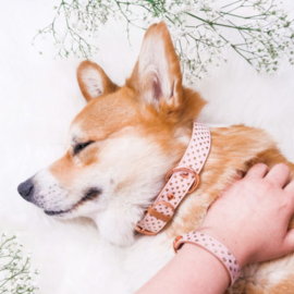 Friendship Collar - Puppy Love