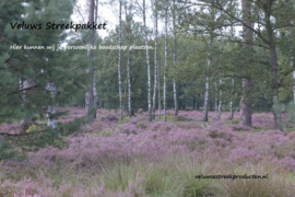 Veluws Streekpakket - afbeelding bloeiende heide met berkenbomen