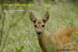 Veluws Streekpakket - Reegeit in jong lentegroen