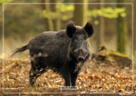 Placemat: Nieuwsgierig wild zwijn in beukenbos