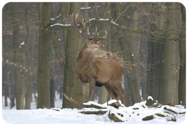 Placemat: Edelhert in de sneeuw