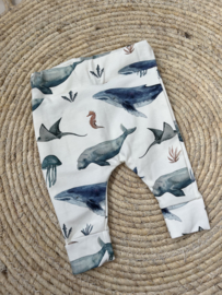 Broekje | WALVIS