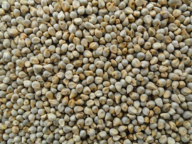 Natuurlijke (Pearl Millet) parelgierst ONGEMALEN  حبوب الدخن ) ايلان)