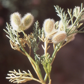 Natuurlijke Marokkaanse wollige Komijn ( Ammodaucus leucotrichus) الكامون الصوفي المغربي