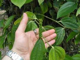 Natuurlijke Zwarte Peper (Piper Nigrum) HEEL <الابزار الاسود البلدي <غير مطحون