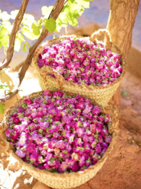 Natuurlijke rozenknoppen uit Kalaat M'Gouna الورد البلدي من قلعة مغونة