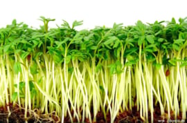 Natuurlijke Marokkaanse Tuinkerszaad (Lepidium sativum) HEELالمغربي  حب الرشاد