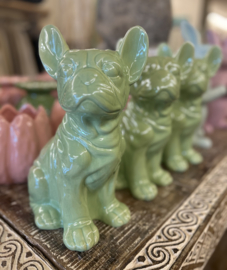 Franse Bulldog Groen
