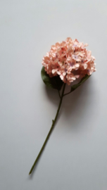 hortensia roze