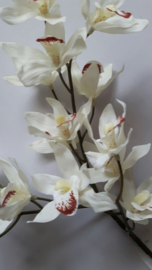 Cymbidium orchidee