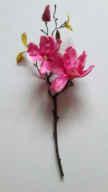 magnolia fuchsia