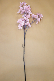 Iced Prunus Reims Pink