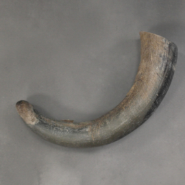 Cow horn raw finish