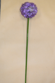 Alliumbol bloeiend grande