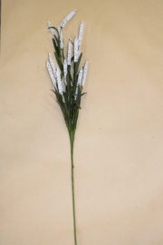 Paperflower veronica 77 cm white