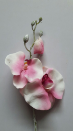 Orchidee white wash/roze