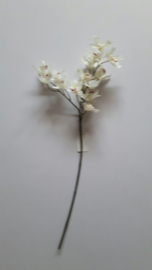 Cymbidium orchidee