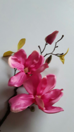 magnolia fuchsia