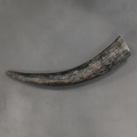 Cow horn raw