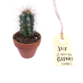 Mini Cactus Juf