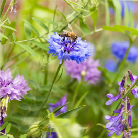 Blossombs Bloembommetjes Bedankt Dat Je Mij Hebt Laten Groeien