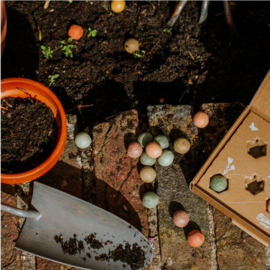 Blossombs Bloembommetjes Dank Je Wel Gift Box