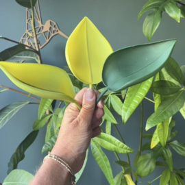 Leaflow Anti Lek Blaadje