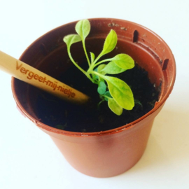 Bloom Your Message Bloeipotlood Bedankt Juf!