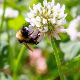 Blossombs Bloembommetjes Ik Vind Je Lief Gift Box Mini