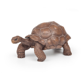 tortue des Galagopos 50161