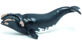 Noordkaper walvis 56057