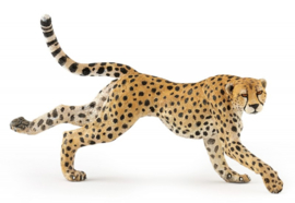 cheetah lopend 50238