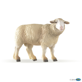 Schaap Merino 51041