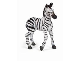 zebra veulen 50123